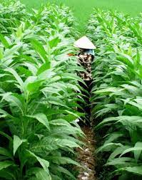 Smoking Thuoc Lao in Vietnam